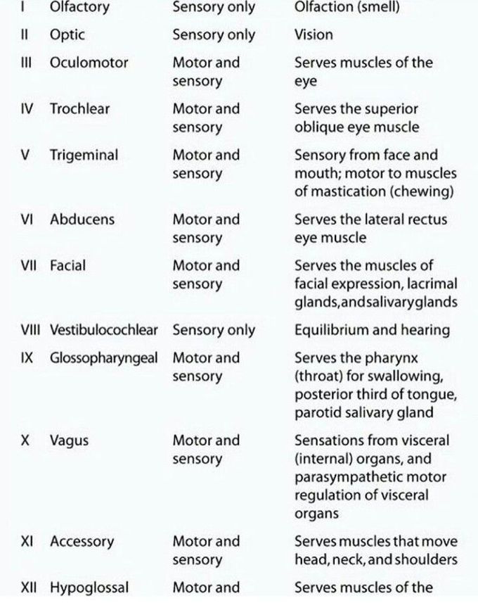 Cranial nerve function Biology Diagrams