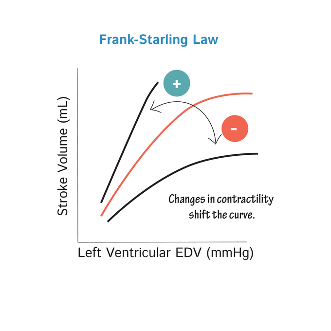 Frank-Starling Law