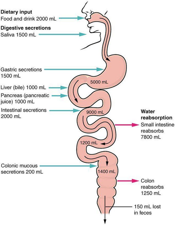 Physiology