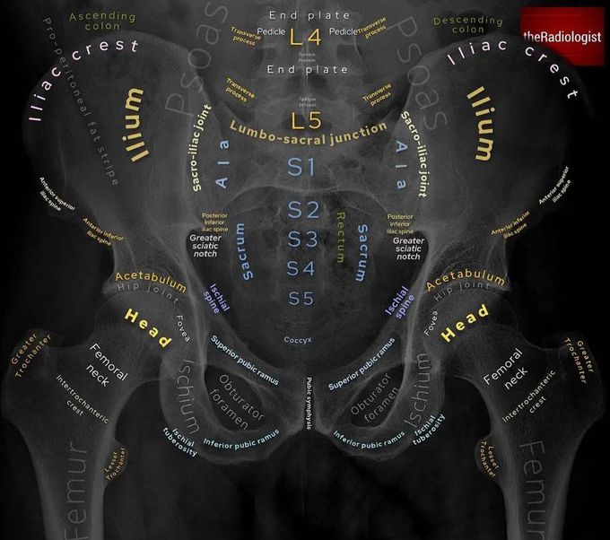 Pelvic X-ray Anatomy