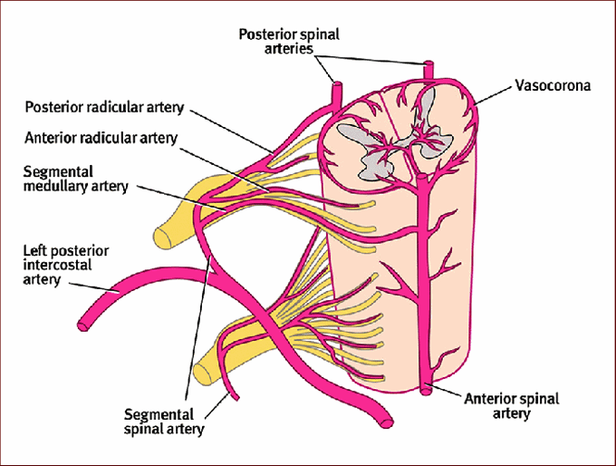 This is how blood supply of spinal cord looks like!