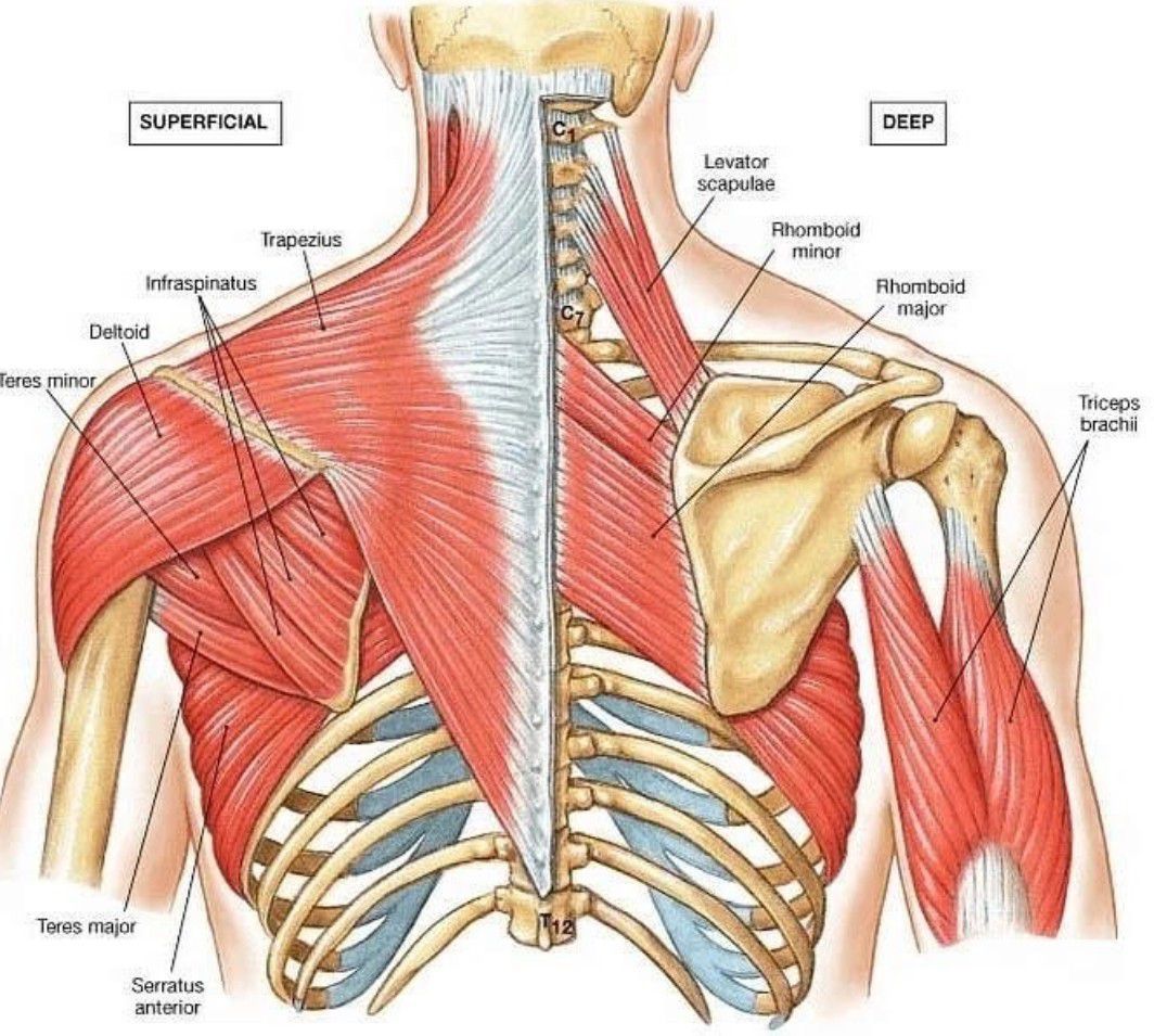 Muscles of the Back - MEDizzy