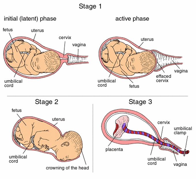 Stages of Labour