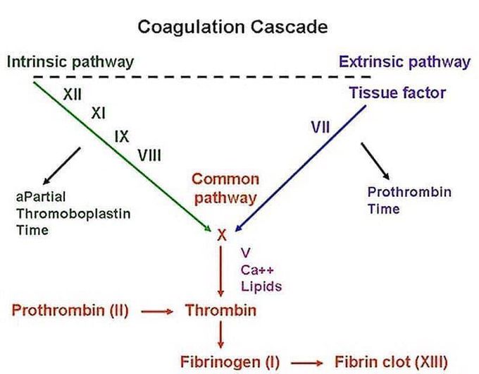 The coagulation cascade