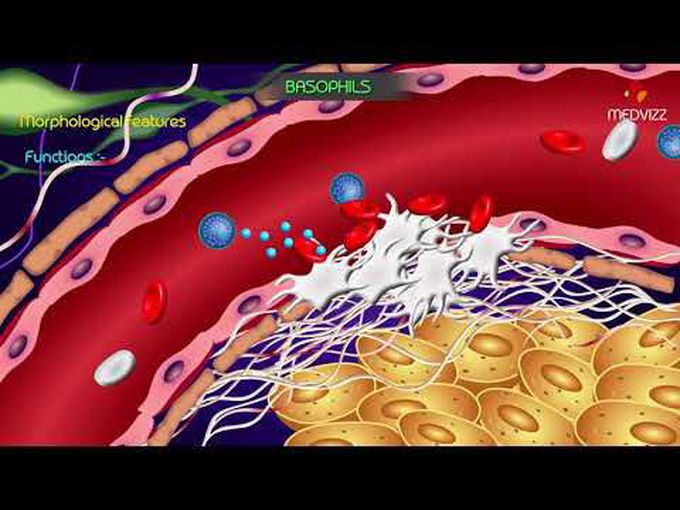 Animated histology of Basophils