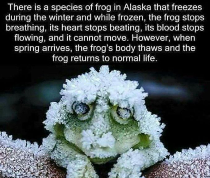 Amazing 😃 frog