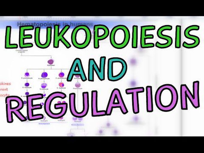Animated Histology of Leukopoiesis