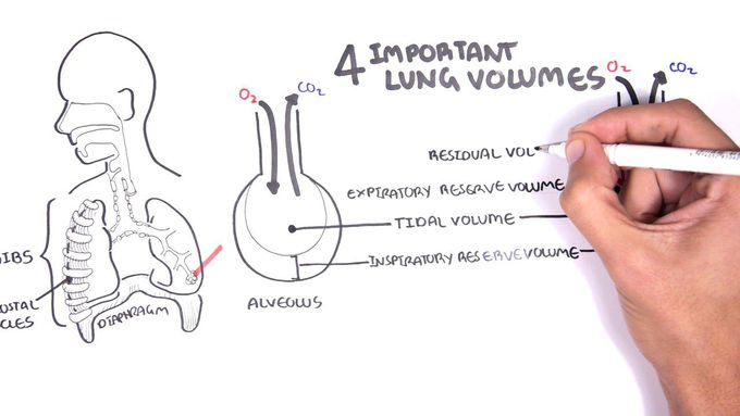 Pulmonary Volumes and Capacities