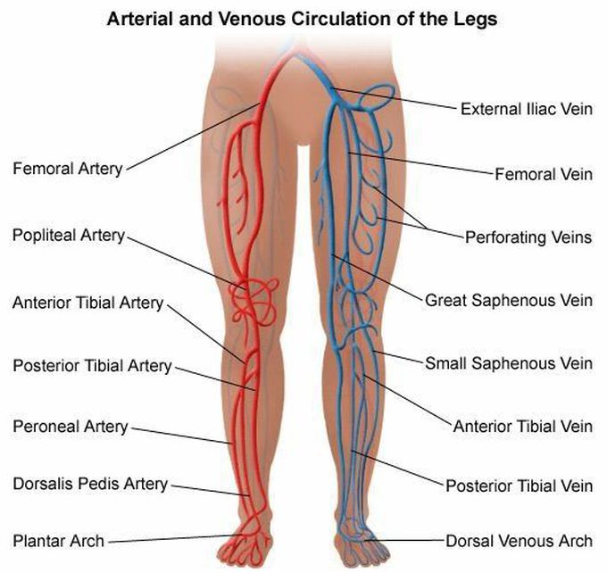 LEGS -Arterial and Venous circulation
