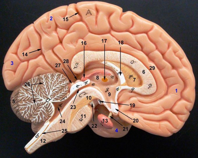 Brain structures