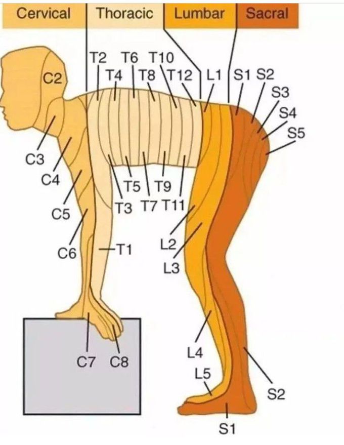 Dermatomes of the body