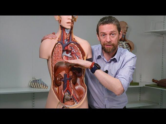 Diaphragm (anatomy)