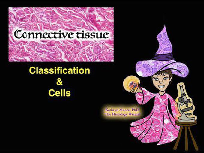 Components of Connective Tissue-II