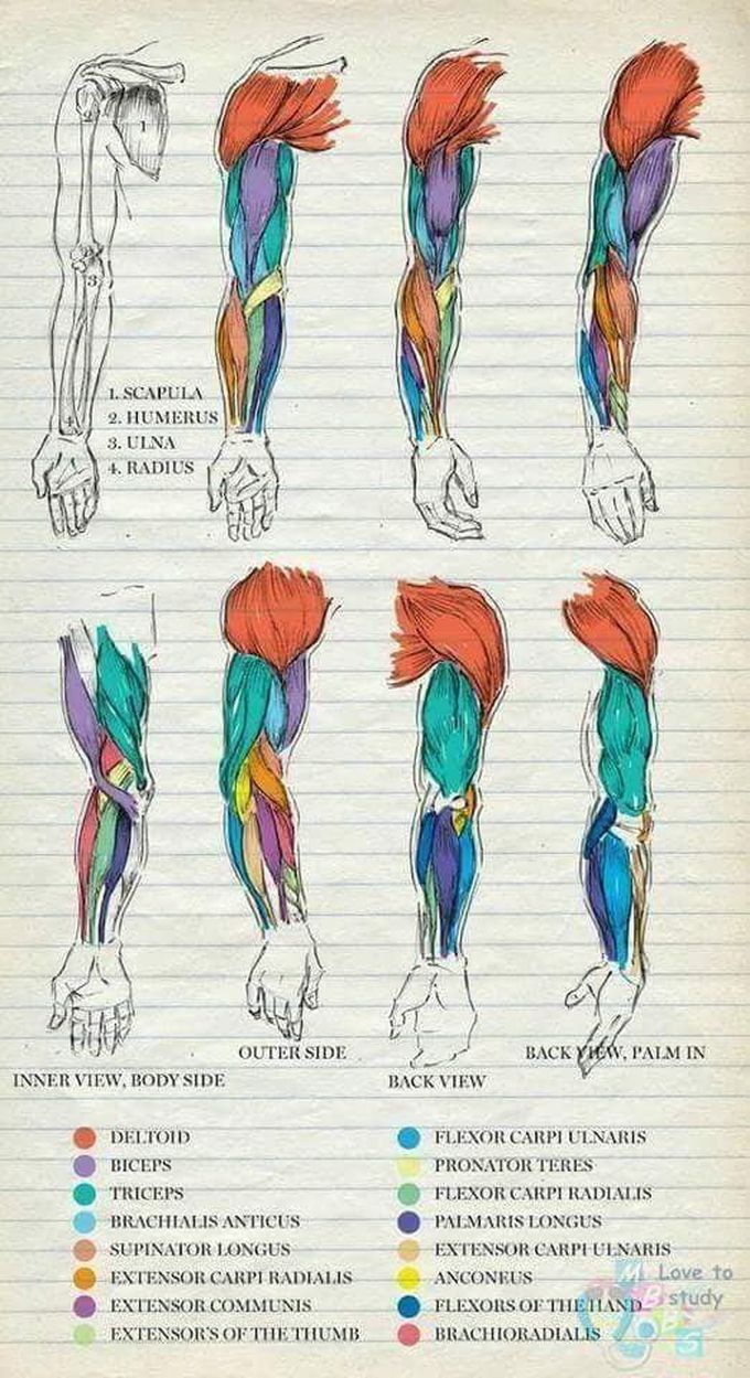 Anatomy illustrations