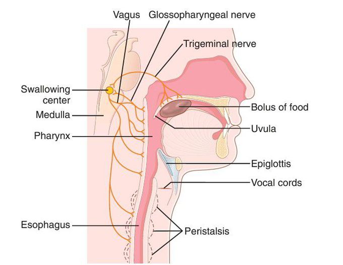 Swallowing mechanism