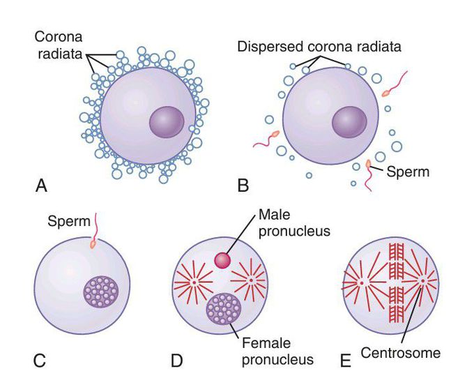 Fertilization of the ovum.