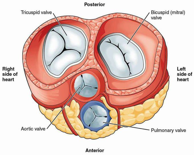 Anterior