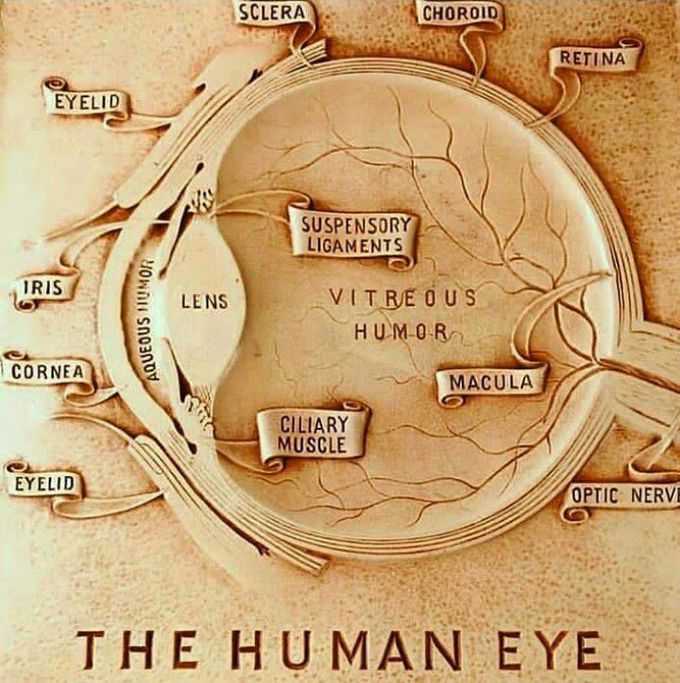 The human eye 👀
