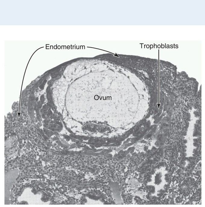 Embryo implantation