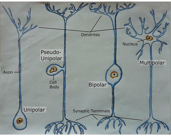 Types of neurons