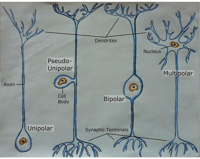 Types of neurons