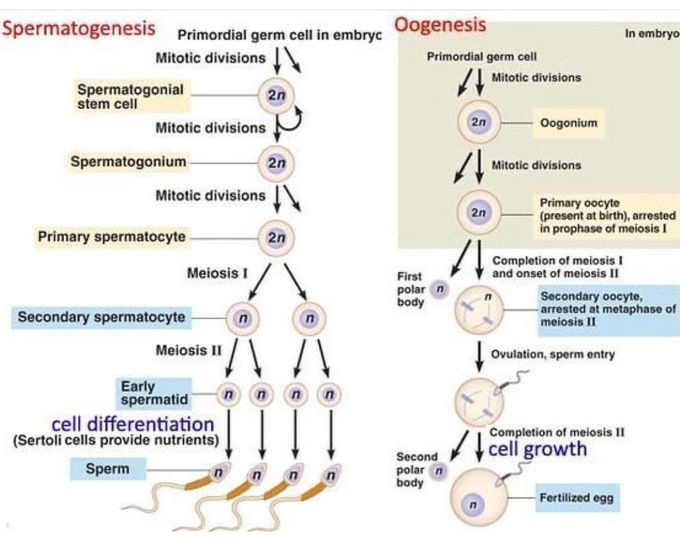 Spermatogenesis Vs Oogenesis