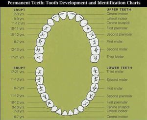 Tooth development - MEDizzy