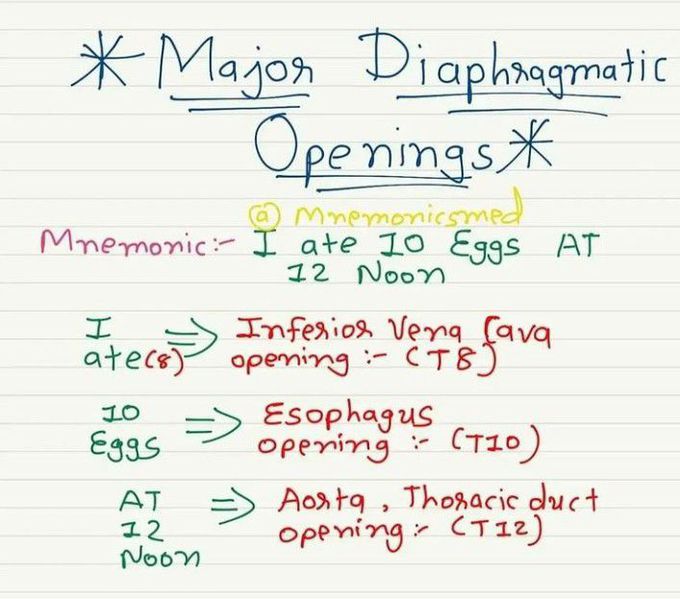 Major Diaphragmatic Openings