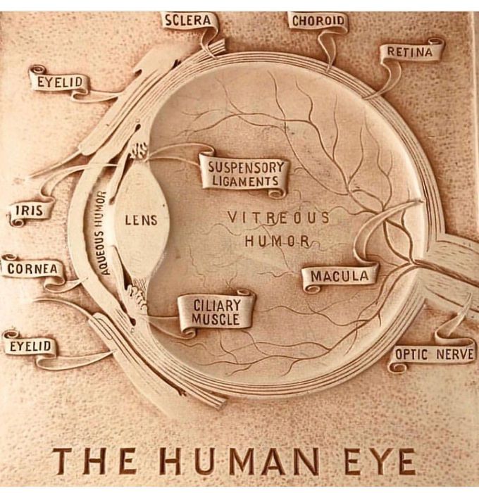 Anatomy of the human eye 👁️