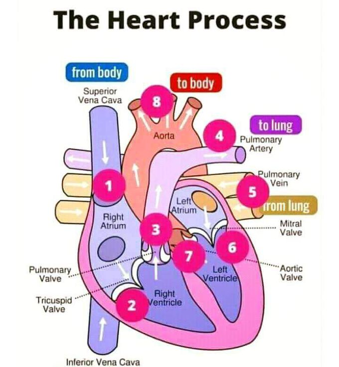 Heart process