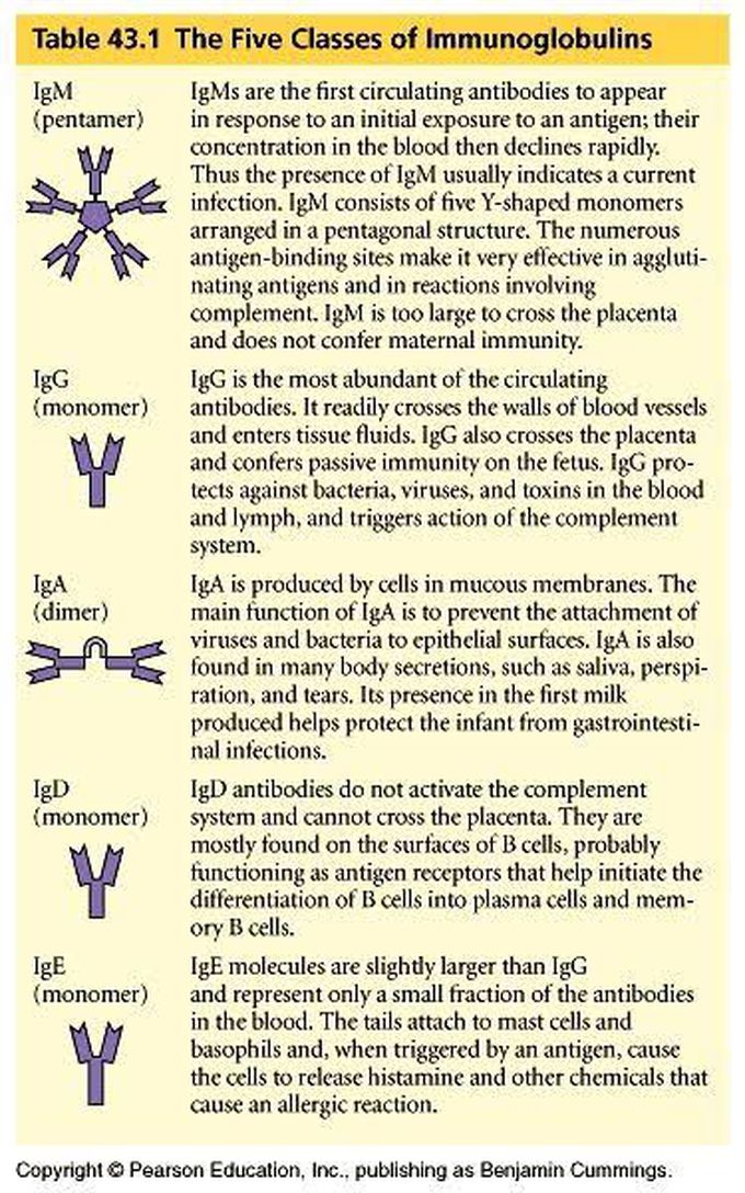 Immunoglobulin type