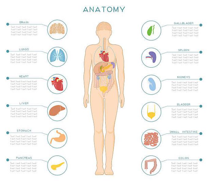 Anatomy
