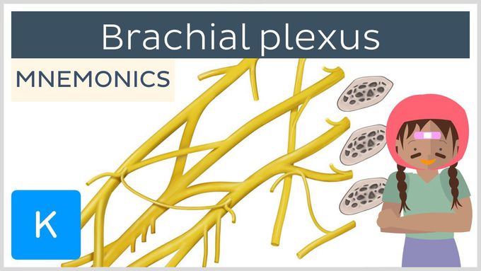 Brachial plexus made ridiculously simple!