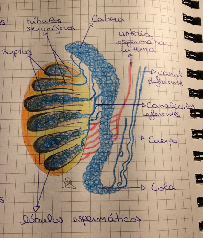 Epidídimo