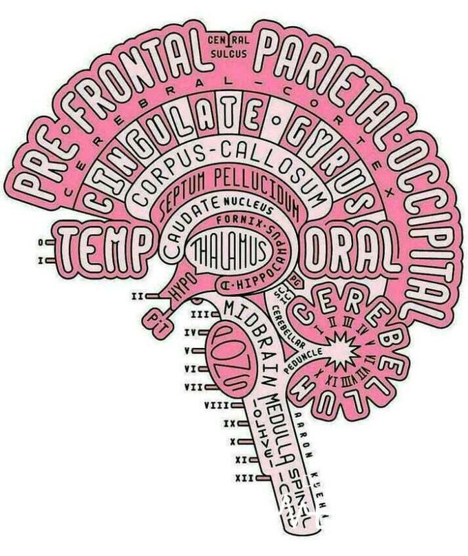 brain