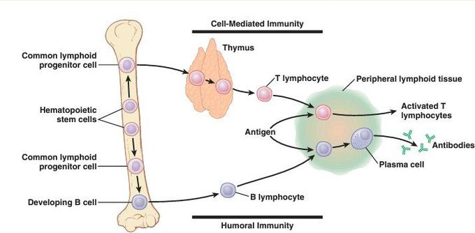 Antibodies formation