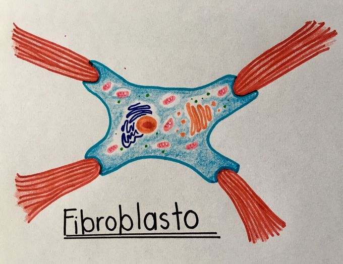 Fibroblasts