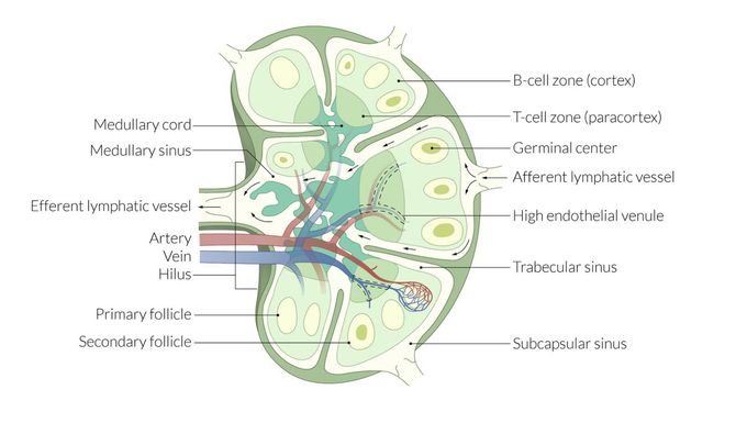 T/S of Lymph Node