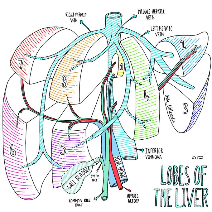 The Lobes of the Liver