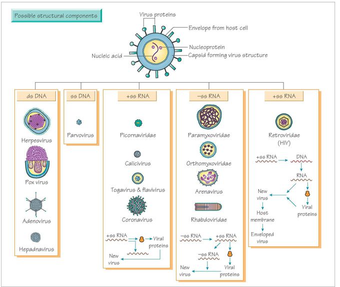 Virus classification
