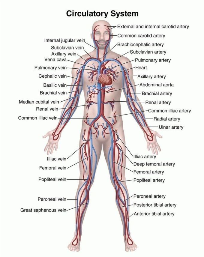 CVS anatomy