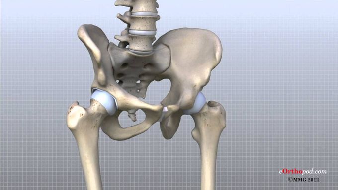 The Hip Joint. Overview