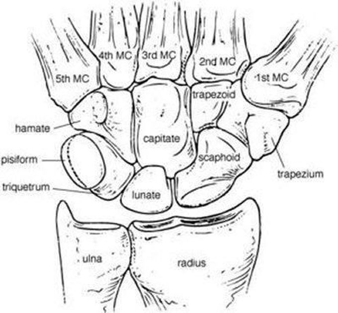 Anatomy of the Wrist
