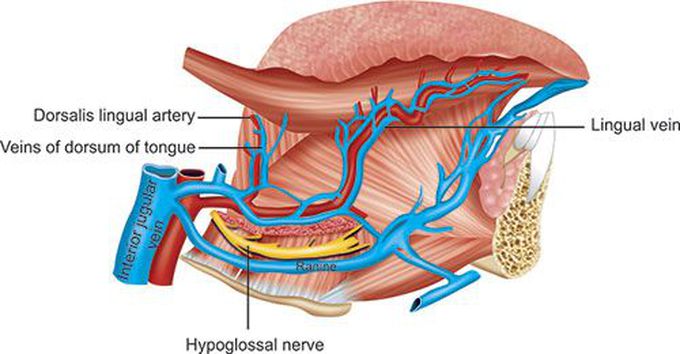 Blood supply of tongue.