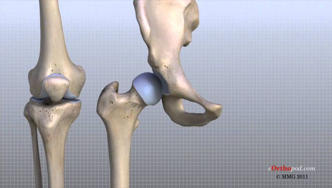Anatomy of the Knee Joint. A Visual Aid