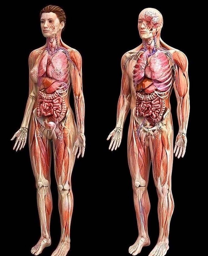 Female VS Male - Anatomical Comparison