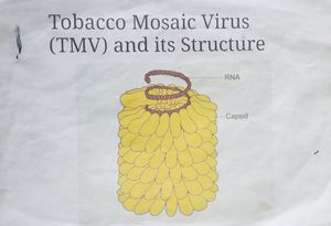 Tobacco Mosaic Virus (TMV) and its Structure