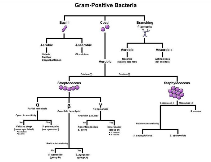 Gram Positive Bacteria