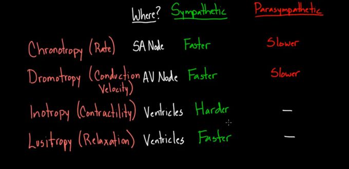 Effects of A.N.S. on the heart.