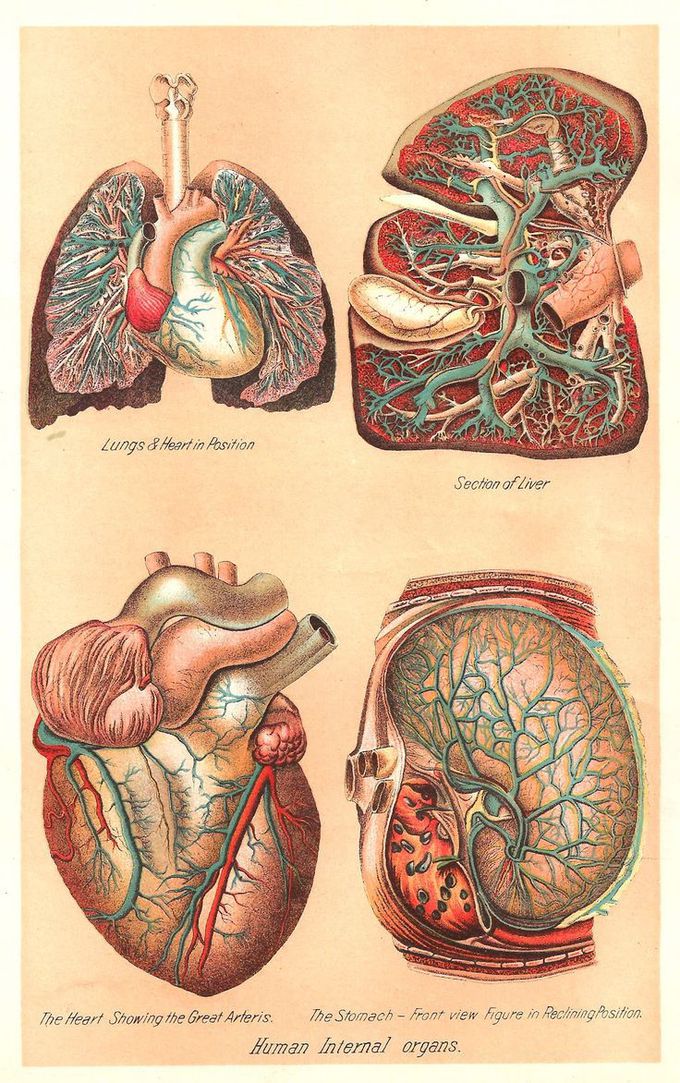 Human Internal Organs